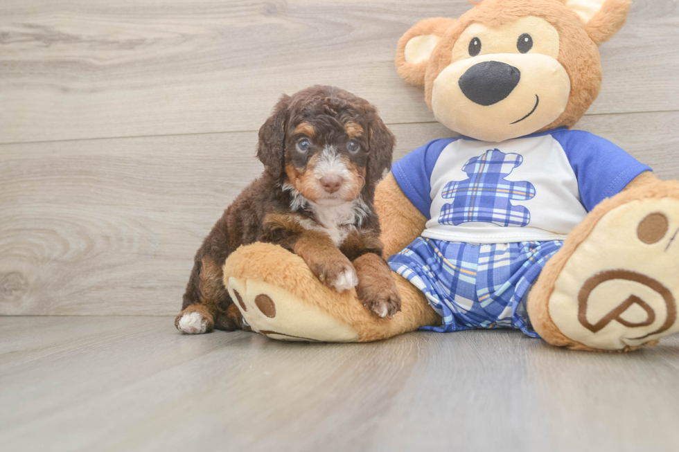 Adorable Mini Bernadoodle Poodle Mix Puppy