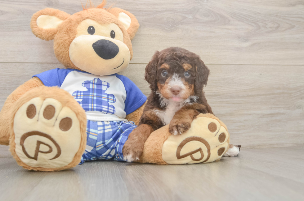 5 week old Mini Bernedoodle Puppy For Sale - Seaside Pups