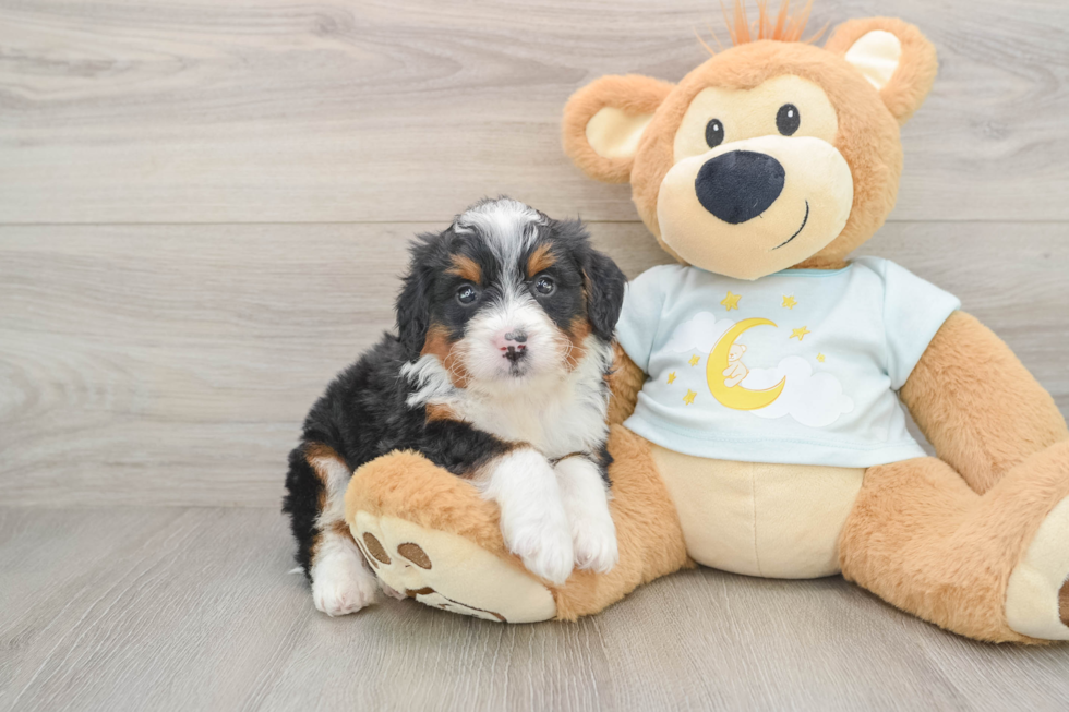 Smart Mini Bernedoodle Poodle Mix Pup