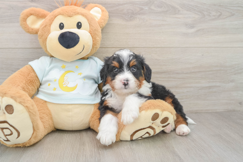 Mini Bernedoodle Puppy for Adoption