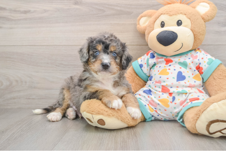 Best Mini Bernedoodle Baby