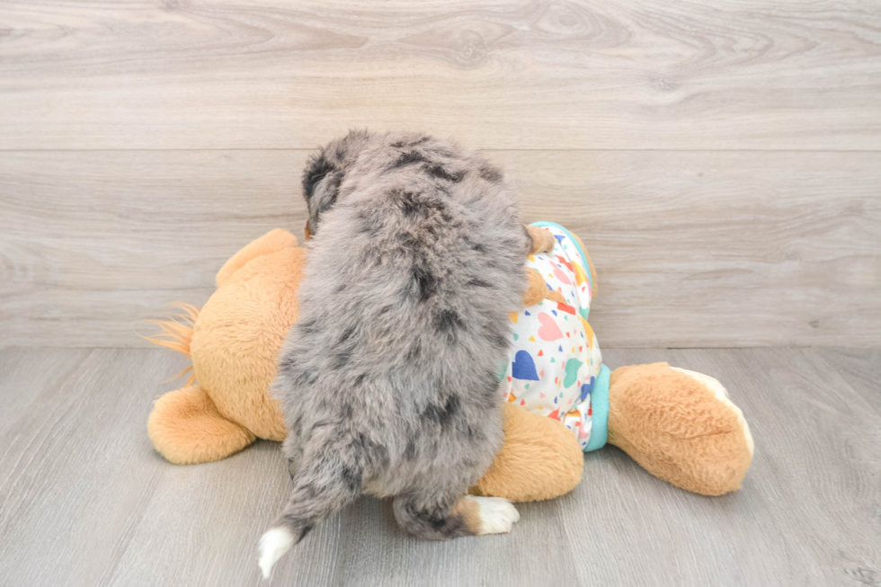 Best Mini Bernedoodle Baby