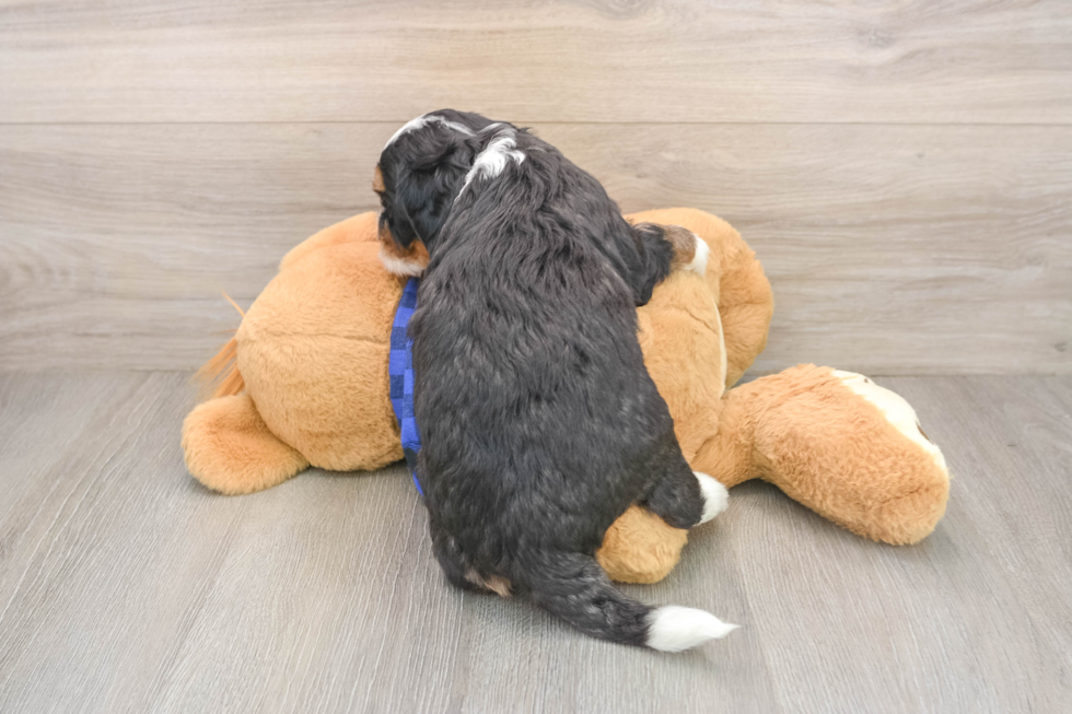 Petite Mini Bernedoodle Poodle Mix Pup