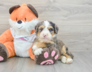 8 week old Mini Bernedoodle Puppy For Sale - Seaside Pups