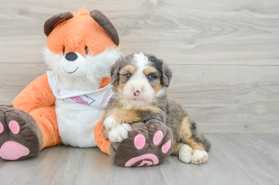 8 week old Mini Bernedoodle Puppy For Sale - Seaside Pups