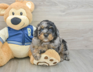 7 week old Mini Bernedoodle Puppy For Sale - Seaside Pups