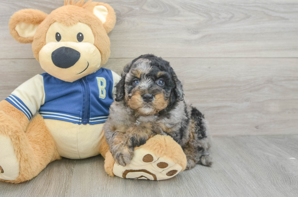 5 week old Mini Bernedoodle Puppy For Sale - Seaside Pups