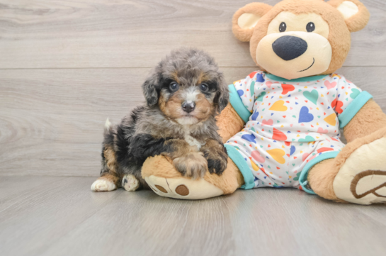 Mini Bernedoodle Pup Being Cute