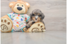 Smart Mini Bernedoodle Poodle Mix Pup