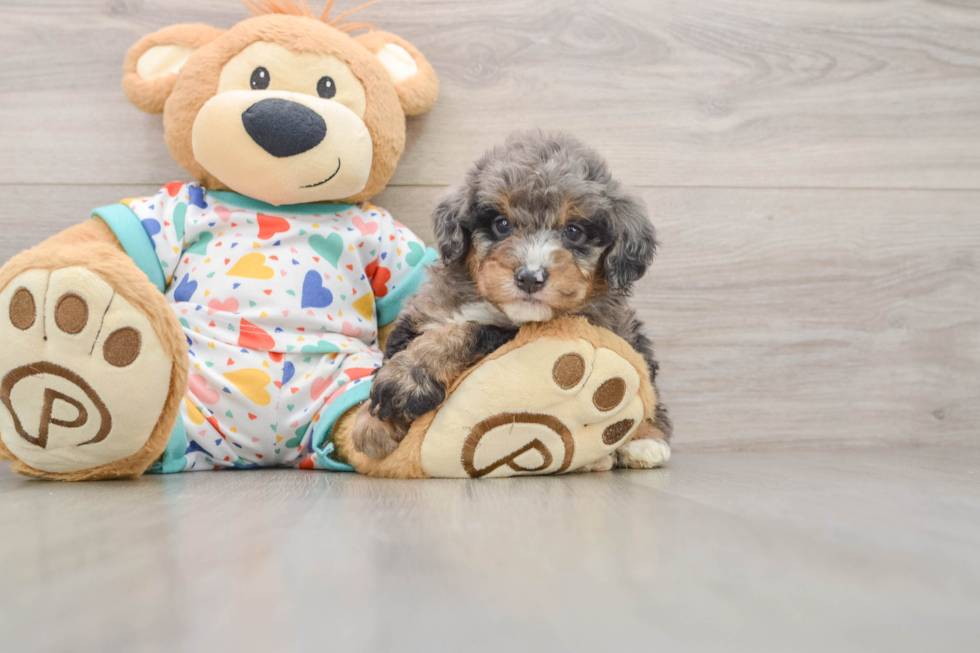 Smart Mini Bernedoodle Poodle Mix Pup