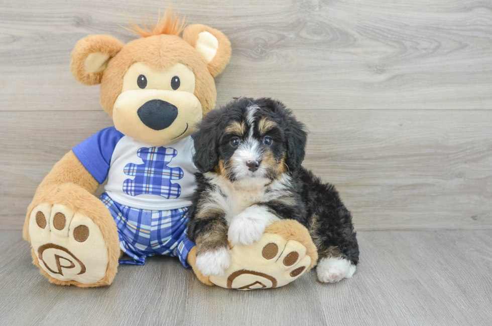 6 week old Mini Bernedoodle Puppy For Sale - Seaside Pups