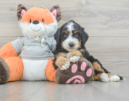 7 week old Mini Bernedoodle Puppy For Sale - Seaside Pups