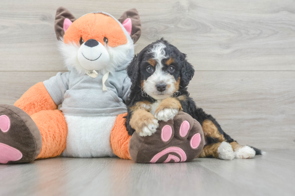 5 week old Mini Bernedoodle Puppy For Sale - Seaside Pups