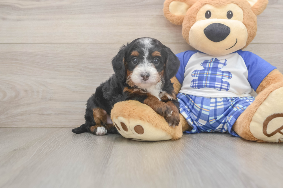 5 week old Mini Bernedoodle Puppy For Sale - Seaside Pups
