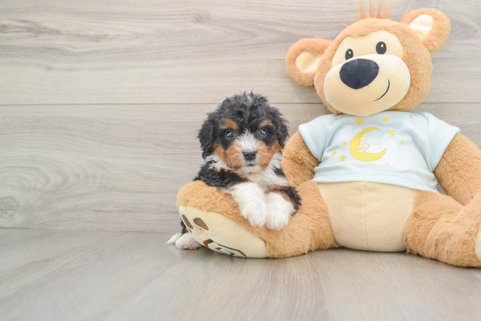 Mini Bernedoodle Pup Being Cute