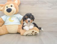 8 week old Mini Bernedoodle Puppy For Sale - Seaside Pups