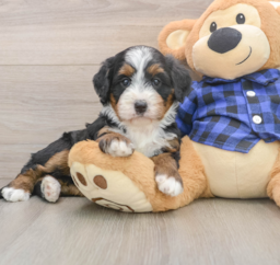 6 week old Mini Bernedoodle Puppy For Sale - Seaside Pups