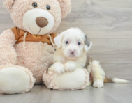 8 week old Mini Bernedoodle Puppy For Sale - Seaside Pups