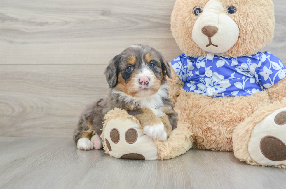 7 week old Mini Bernedoodle Puppy For Sale - Seaside Pups