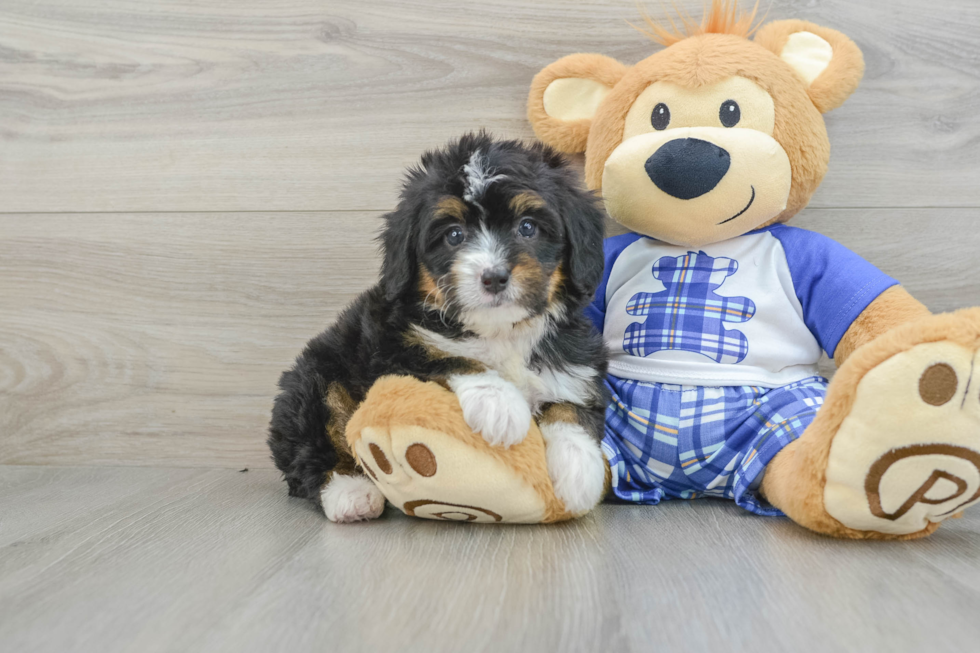 Sweet Mini Bernedoodle Baby