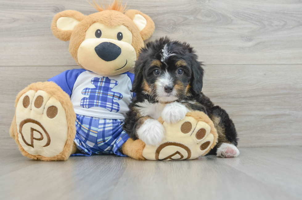 6 week old Mini Bernedoodle Puppy For Sale - Seaside Pups