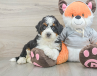 7 week old Mini Bernedoodle Puppy For Sale - Seaside Pups