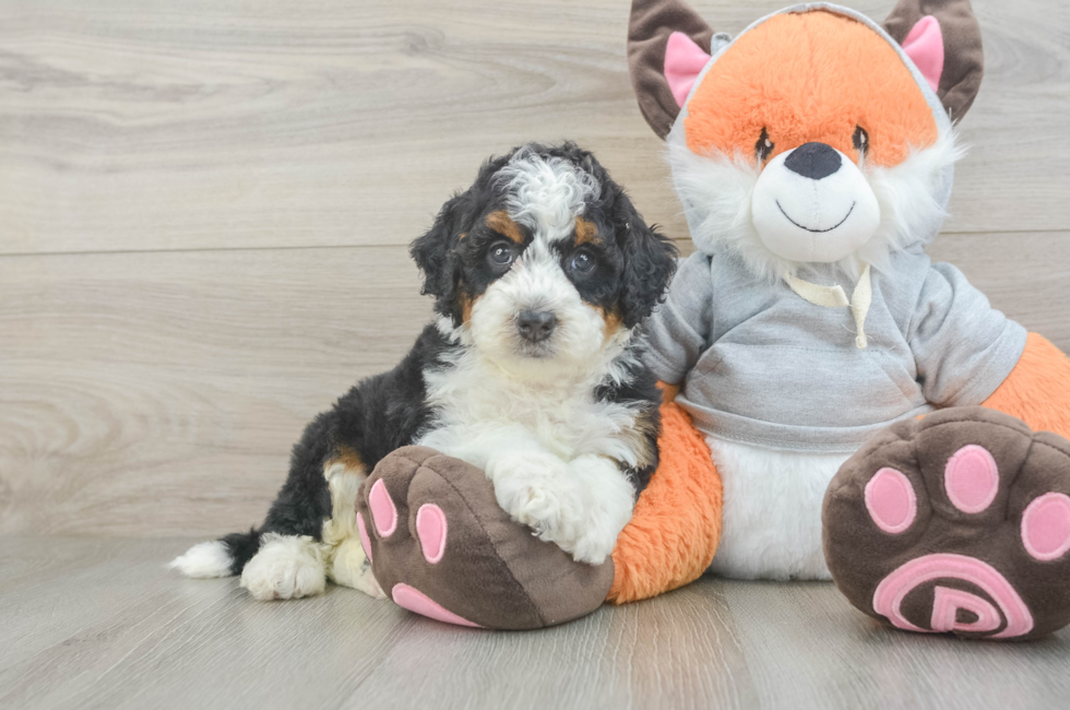 5 week old Mini Bernedoodle Puppy For Sale - Seaside Pups