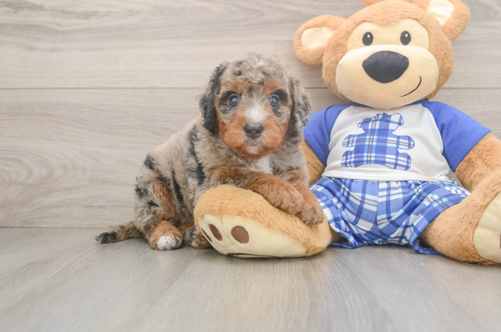 5 week old Mini Bernedoodle Puppy For Sale - Seaside Pups
