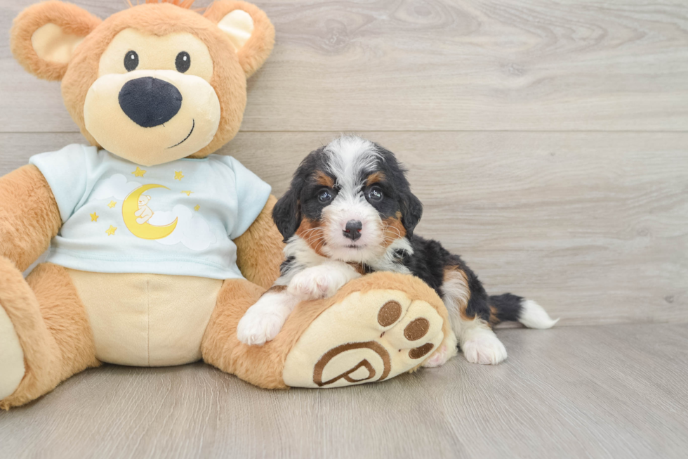 Playful Mini Bernadoodle Poodle Mix Puppy