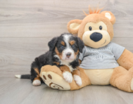 7 week old Mini Bernedoodle Puppy For Sale - Seaside Pups