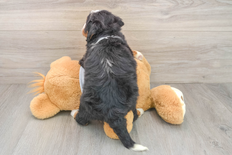 Mini Bernedoodle Puppy for Adoption