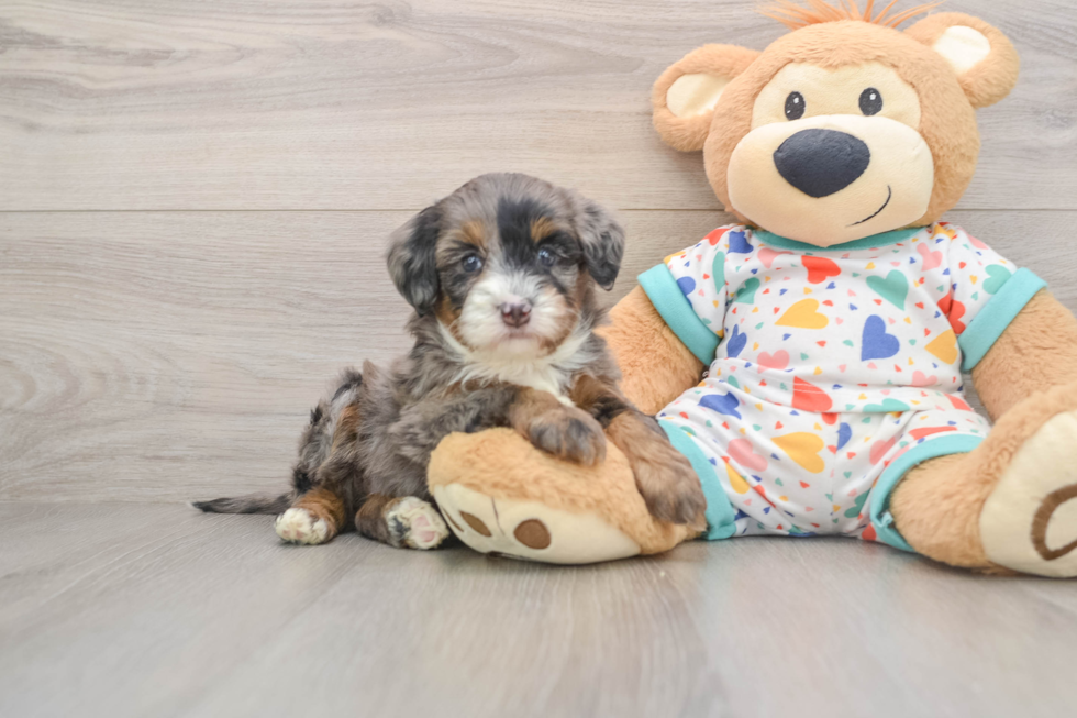 Adorable Mini Bernesepoo Poodle Mix Puppy