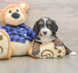 6 week old Mini Bernedoodle Puppy For Sale - Seaside Pups