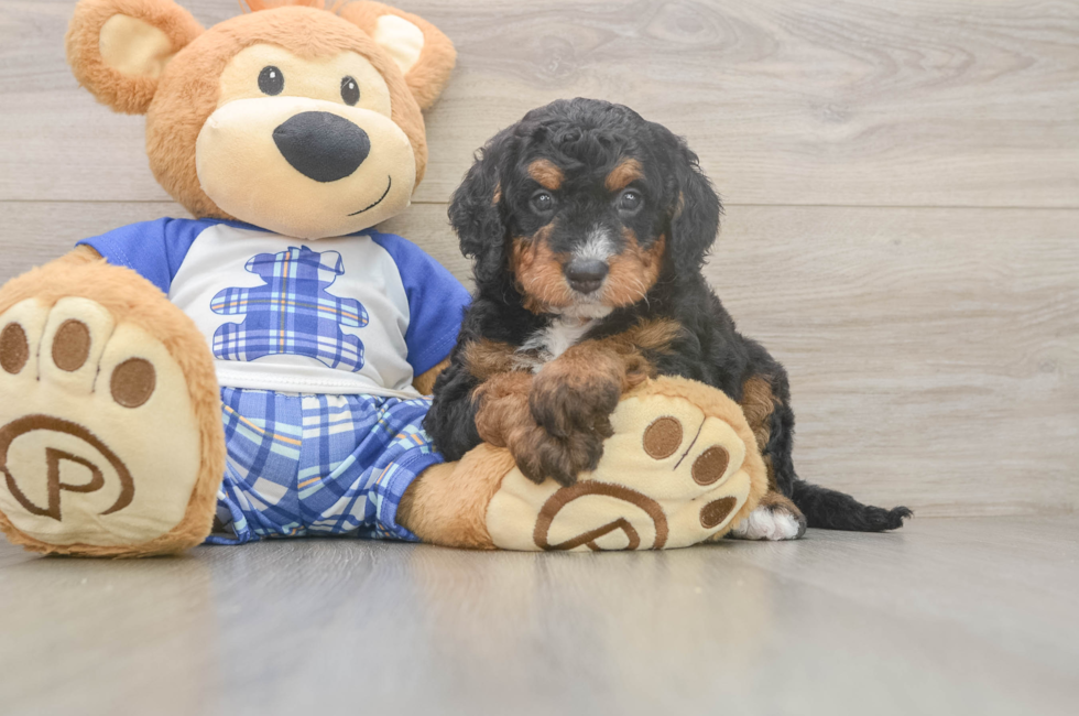 5 week old Mini Bernedoodle Puppy For Sale - Seaside Pups