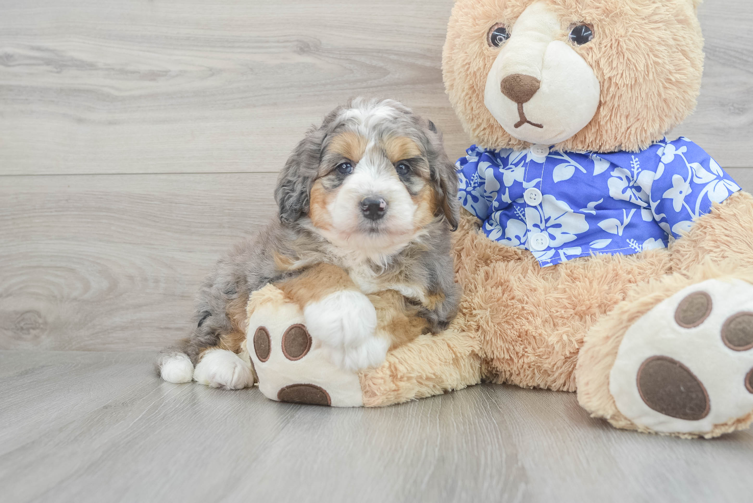 Mini Bernedoodle Puppy for Adoption