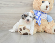 8 week old Mini Bernedoodle Puppy For Sale - Seaside Pups