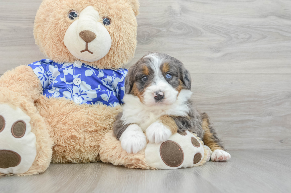 7 week old Mini Bernedoodle Puppy For Sale - Seaside Pups