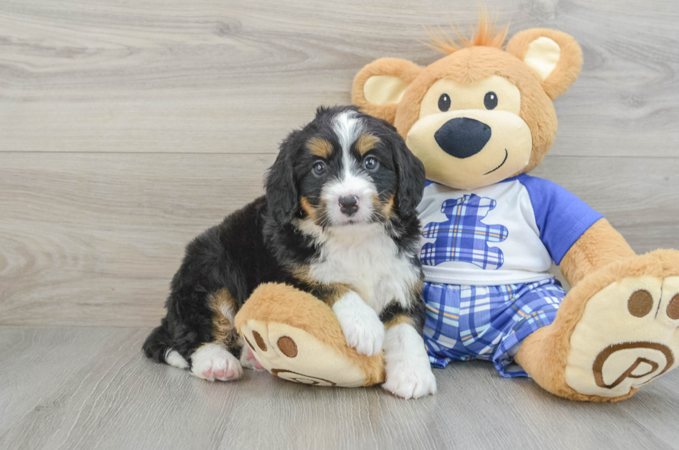 6 week old Mini Bernedoodle Puppy For Sale - Seaside Pups