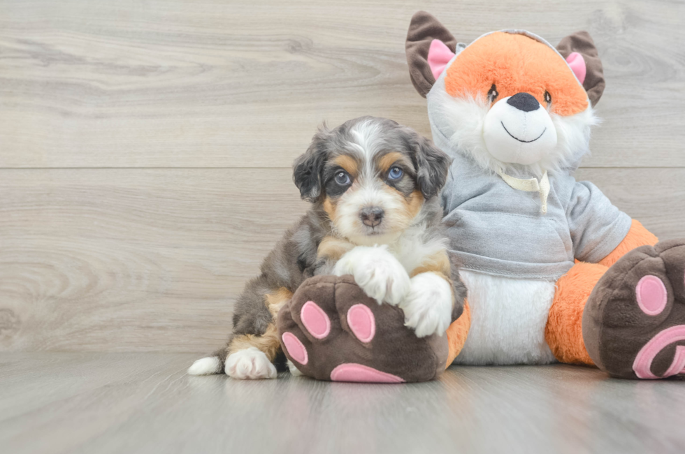 5 week old Mini Bernedoodle Puppy For Sale - Seaside Pups