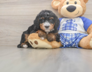 7 week old Mini Bernedoodle Puppy For Sale - Seaside Pups