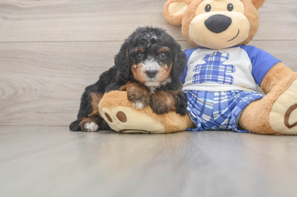 5 week old Mini Bernedoodle Puppy For Sale - Seaside Pups