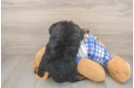 Mini Bernedoodle Pup Being Cute