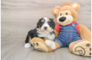 Best Mini Bernedoodle Baby
