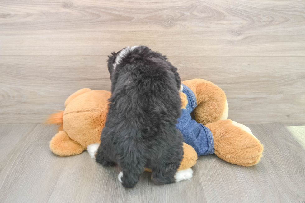 Mini Bernedoodle Puppy for Adoption