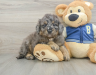 7 week old Mini Bernedoodle Puppy For Sale - Seaside Pups