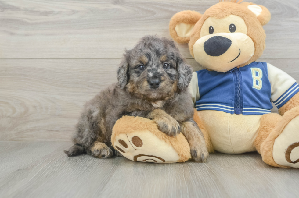5 week old Mini Bernedoodle Puppy For Sale - Seaside Pups