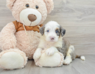 10 week old Mini Bernedoodle Puppy For Sale - Seaside Pups