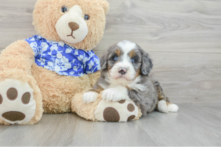 Small Mini Bernedoodle Baby