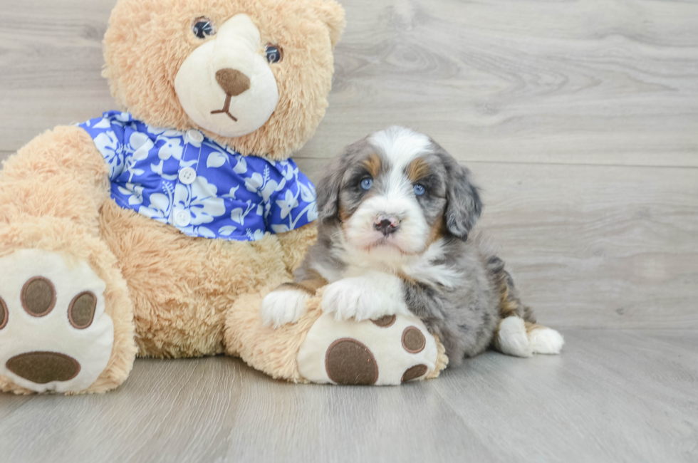 7 week old Mini Bernedoodle Puppy For Sale - Seaside Pups