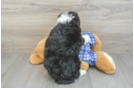 Best Mini Bernedoodle Baby